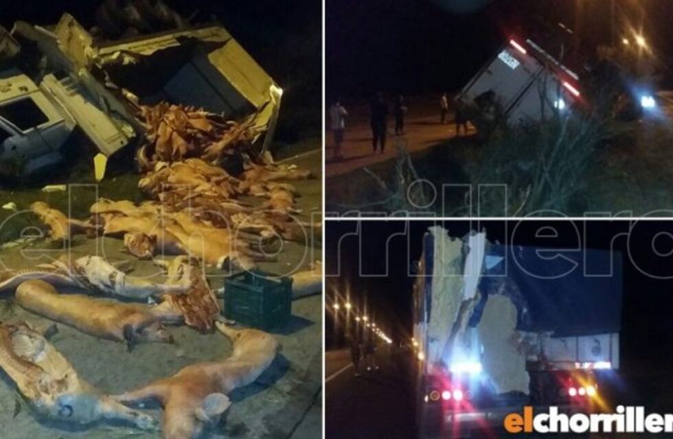 Camión con carga porcina volcó esta madrugada en San Luis