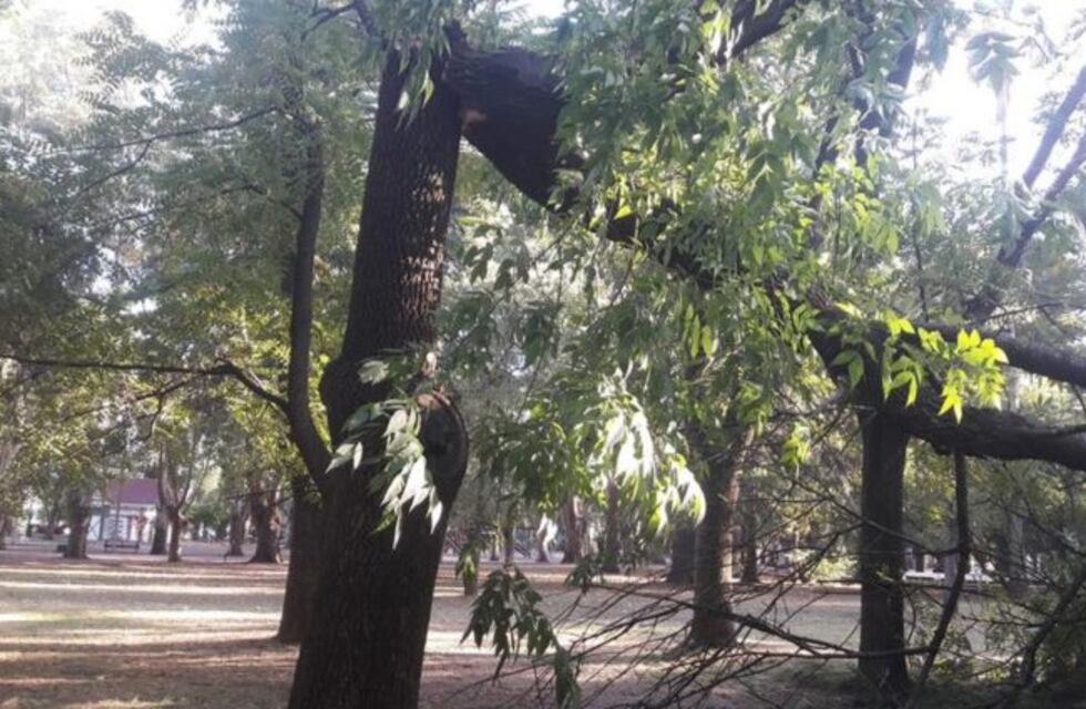 Pudo ser una tragedia: se cayó un árbol en el Parque Sarmiento