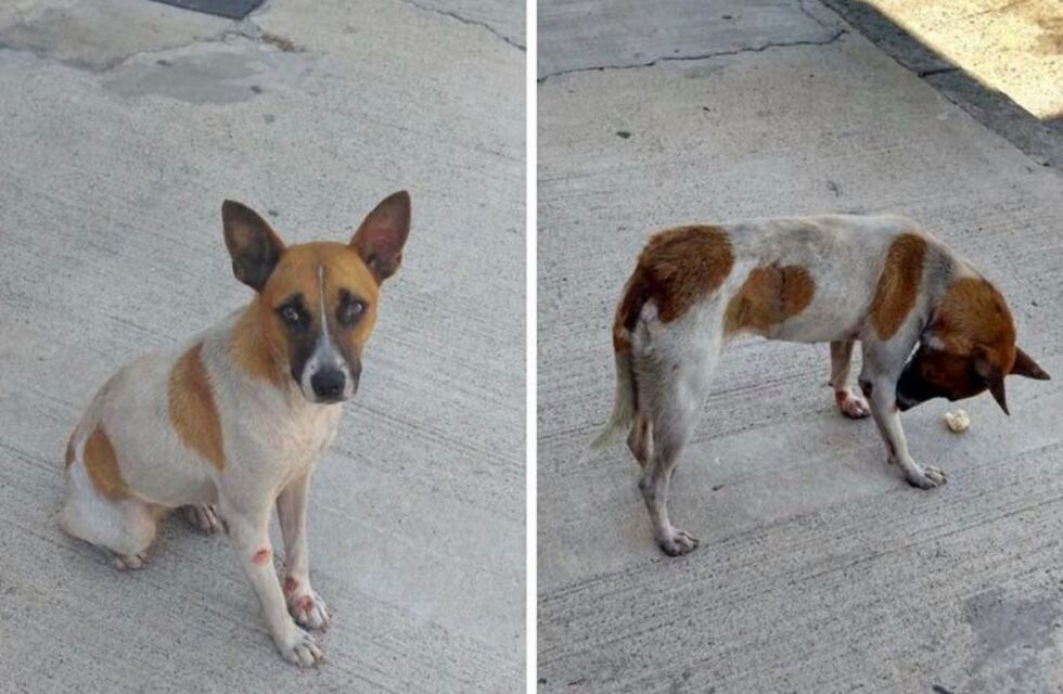 La perra herida del Tren Sarmiento se recupera y espera que una familia la adopte