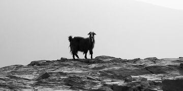 Foto ilustrativa de una cabra (Foto:Web)