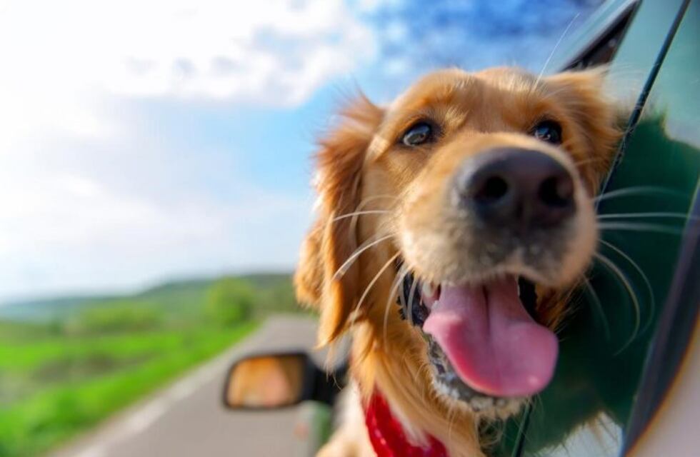 ¿Qué hacer con tu mascota si sales de vacaciones?