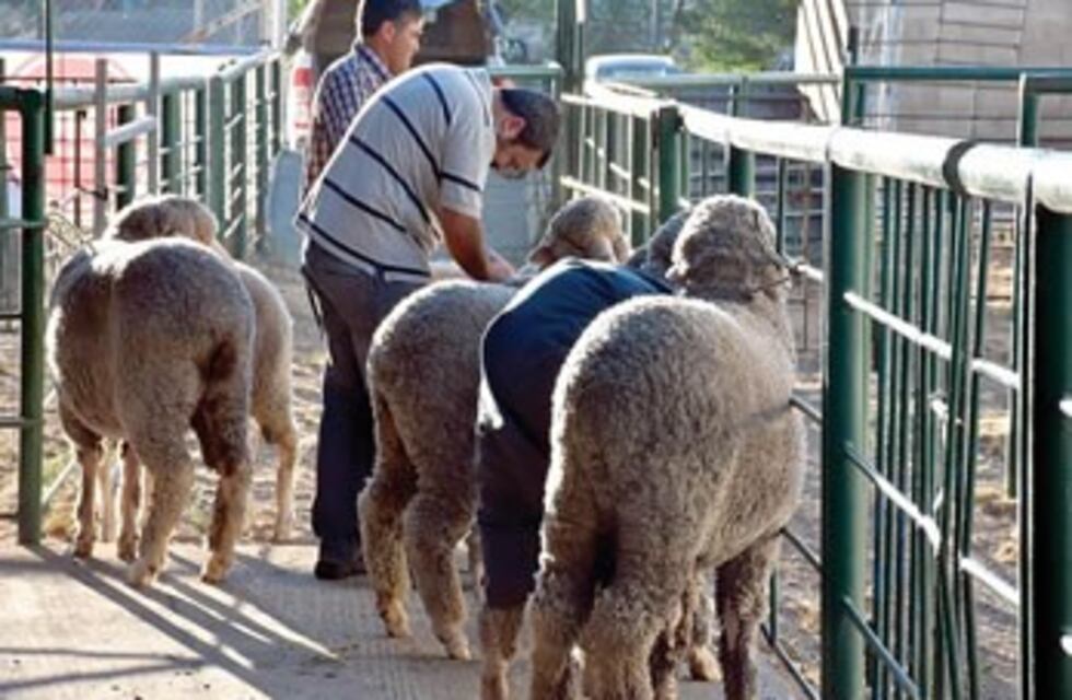 Comenzó la 81° Expo Ganadera y Afines en la Sociedad Rural