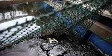 WAL03 SINGAPUR 04/01/2017.- Una caja de poliestireno extruido y una red de pesca aparecen cubiertos de petru00f3leo en una piscifactoria cerca de la costa de Singapur hoy, 4 de enero de 2017. La colisiu00f3n de un barco de bandera singapuresa y otro gibraltareu00f1o