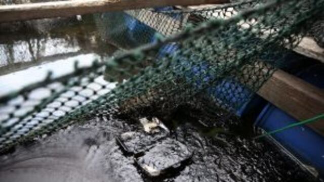 WAL03 SINGAPUR 04/01/2017.- Una caja de poliestireno extruido y una red de pesca aparecen cubiertos de petru00f3leo en una piscifactoria cerca de la costa de Singapur hoy, 4 de enero de 2017. La colisiu00f3n de un barco de bandera singapuresa y otro gibraltareu00f1o