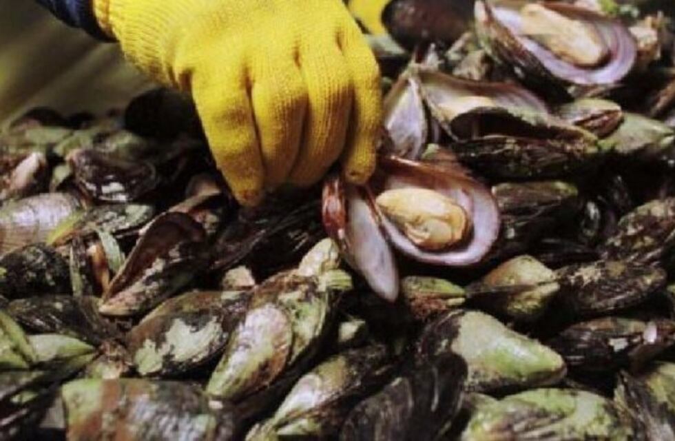 La Secretaría de Pesca emitió un alerta por marea roja