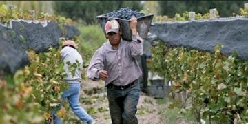 Los trabajadores de viña y los contratistas podrán jubilarse a los 57 años\u002E