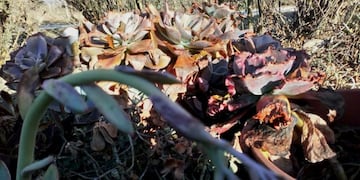 Helada en Salta (VíaSalta)