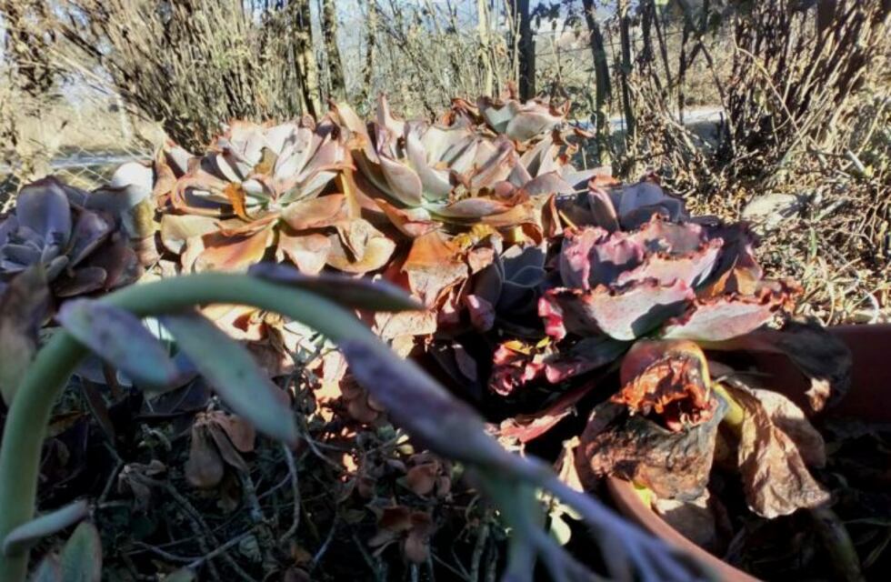 El invierno no terminó: cómo proteger los nuevos brotes de tus plantas de una posible helada