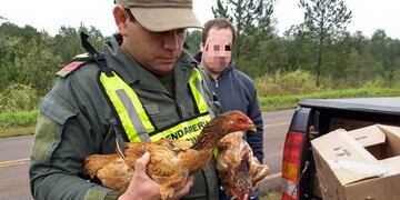 Gendarmería rescató 21 gallos de riña que estaban en cautiverio en el barrio porteño de Flores