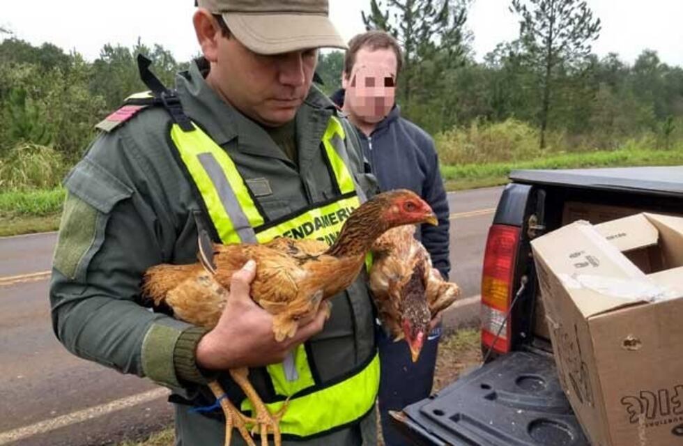 Gendarmería rescató 21 gallos de riña que estaban en cautiverio en el barrio de Flores
