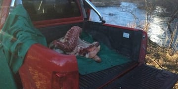 Toro faenado (fotos Villa María Ya)