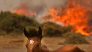El incendio y los animales\u002E (Foto: imagen ilustrativa / La Voz)\u002E
