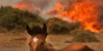 El incendio y los animales\u002E (Foto: imagen ilustrativa / La Voz)\u002E