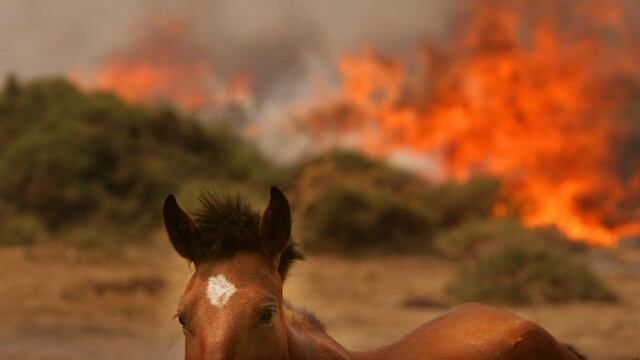 El incendio y los animales\u002E (Foto: imagen ilustrativa / La Voz)\u002E