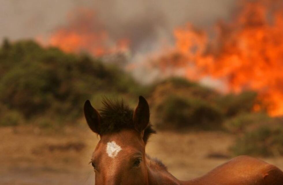 ¿Cómo ayudar a los animalitos perdidos tras el incendio?