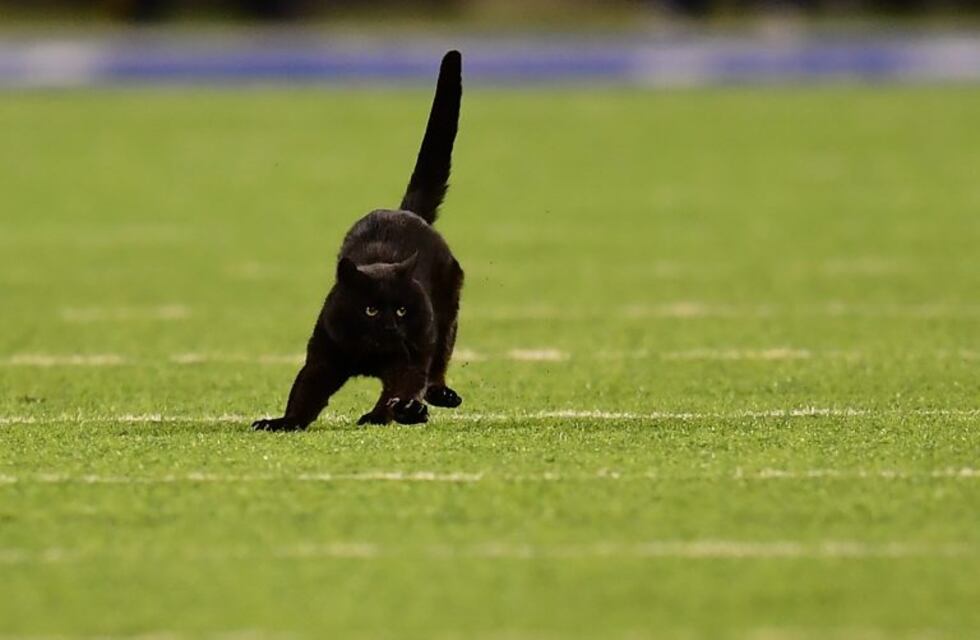 Un gato negro interrumpió un partido de la NFL estadounidense y se convirtió en la atracción de la noche