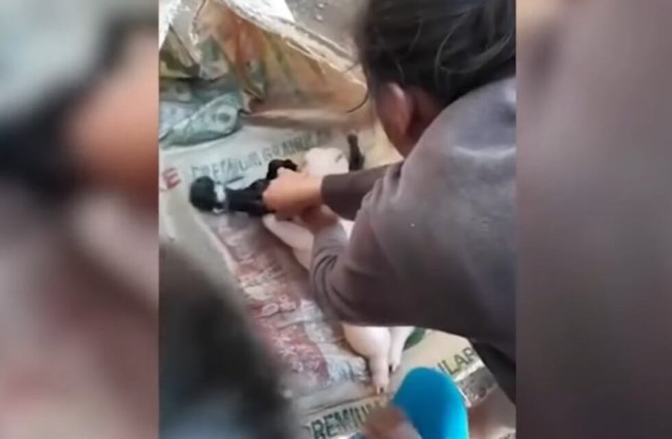Una cabra dio a luz a una extraña criatura con rasgos humanos