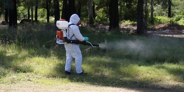 Los casos de dengue en La Plata llegaron a 80 en lo que va del año