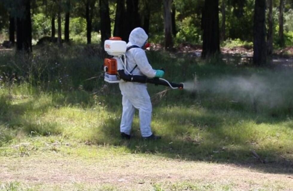 Dengue en La Plata: 80 casos en lo que va del año y el Conicet lanza una campaña