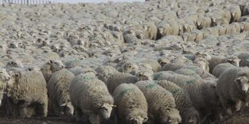 Sector agropecuario\u002E