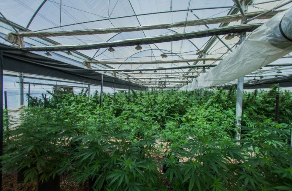 Cannabis medicinal: Santa Fe busca importar marihuana para comenzar a producir este año