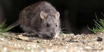 Por este caso de hantavirus 15 personas fueron aisladas\u002E