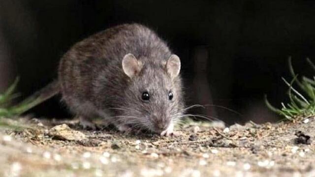 Hantavirus: las medidas de prevención tras la aparición de ratas en la Patagonia Argentina