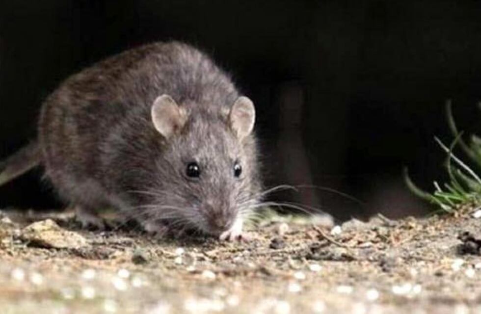 Murió un hombre por hantavirus y aislaron a 15 personas en Esquel