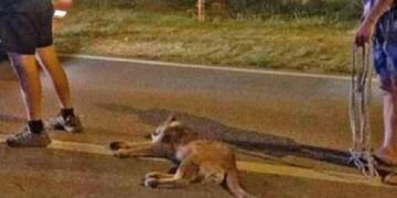 El puma estaba atontado y herido\u002E Habría vuelto a su hábitat\u002E