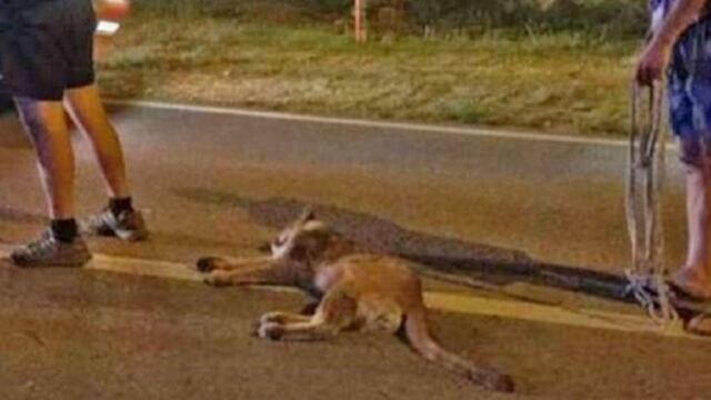 El puma estaba atontado y herido\u002E Habría vuelto a su hábitat\u002E