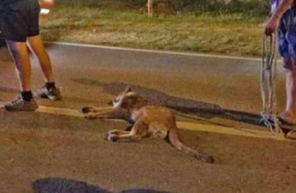 Atropelló a un puma y pensó que estaba muerto