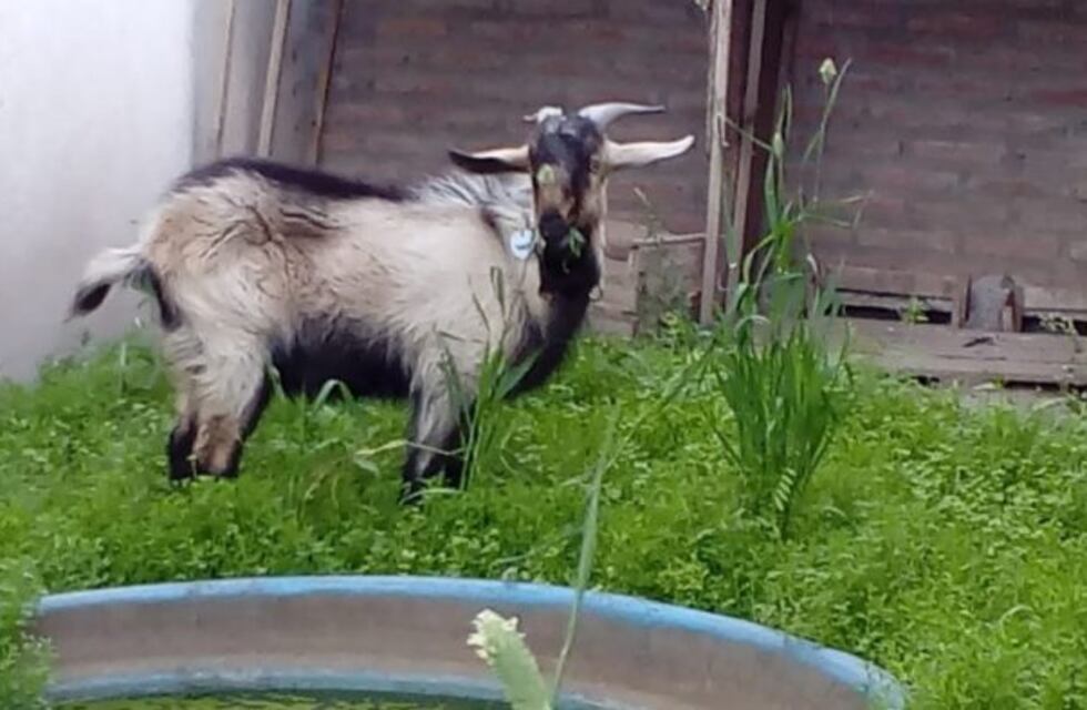 Aprovecharon la tormenta para robarse al chivo que tenía de mascota una familia
