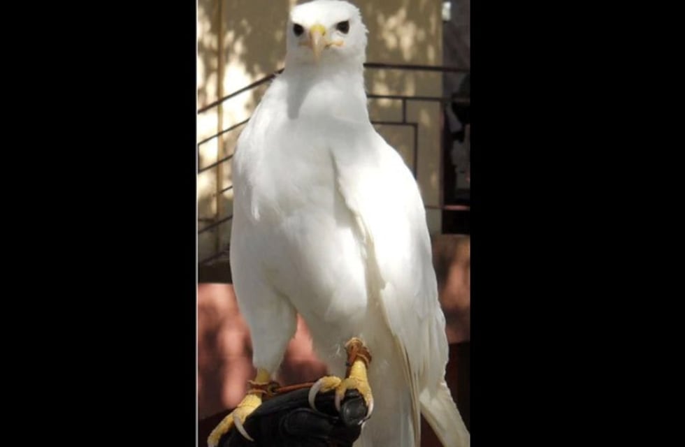 Galería: Animales albinos, una belleza