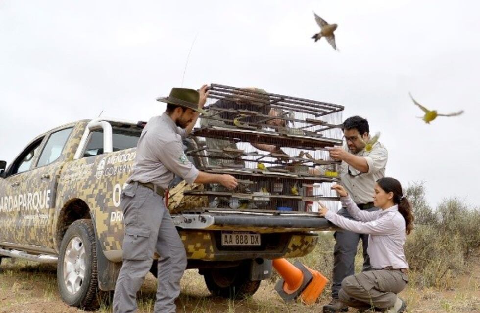 Ambiente liberó más de 50 aves en los bosques teltecas