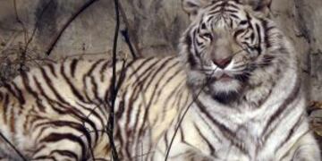 PEK01. PEKu00cdN (CHINA), 03/05/2010.- Un tigre de bengala en el parque zoolu00f3gico de Peku00edn. Unos 5.000 tigres viven en cautividad en los zoolu00f3gicos y reservas chinas, entre ellos 60 de Amoy, una especie considerada extinguida en la vida salvaje. Una ex direct