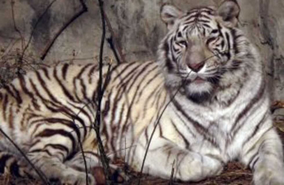 Un tigre mató a un hombre en un zoológico de China