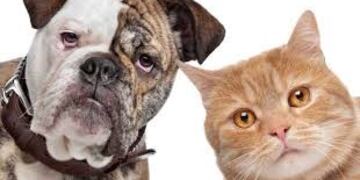 Advierten riesgo de infecciones por parásitos que se hallan en perros y gatos