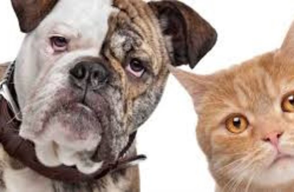 El municipio de Nono realiza censo de perros y gatos en zona urbana y rural