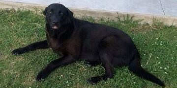 Lola, la perra extraviada en La Plata