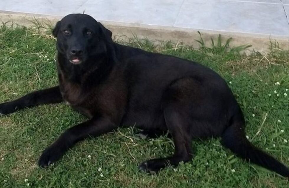 Ofrece su camioneta en recompensa por quien encuentre a su perra