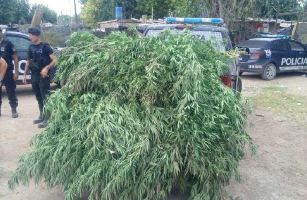 Secuestran 66 plantas de cannabis en Las Heras: vecinos aseguran que 'crecían solas'
