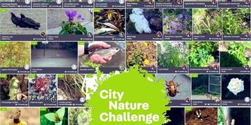 City Nature Challenge
