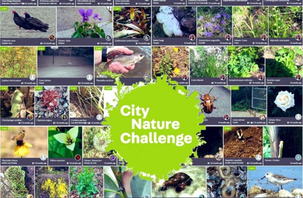 Ushuaia es una de las 180 ciudades que formarán parte de la competencia natural "City Nature Challenge"
