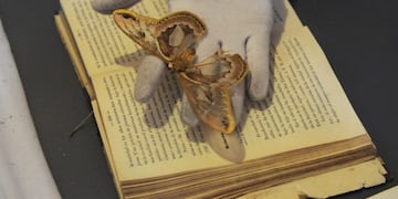 Las obras están en la Biblioteca San Martín\u002E