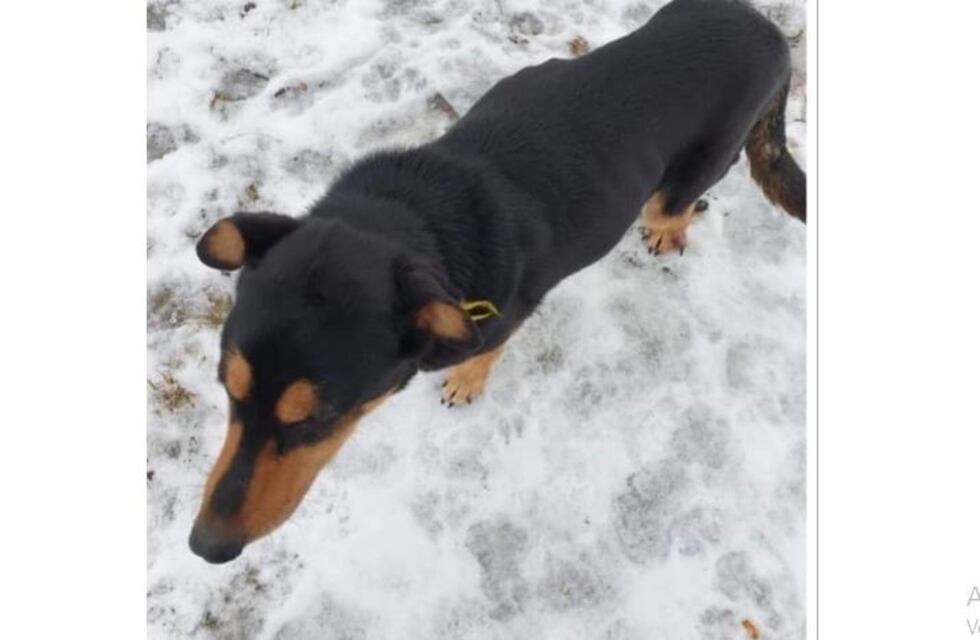 Se encontró un perro herido en Tolhuin