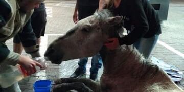 Caballo asistido por vecinos\u002E