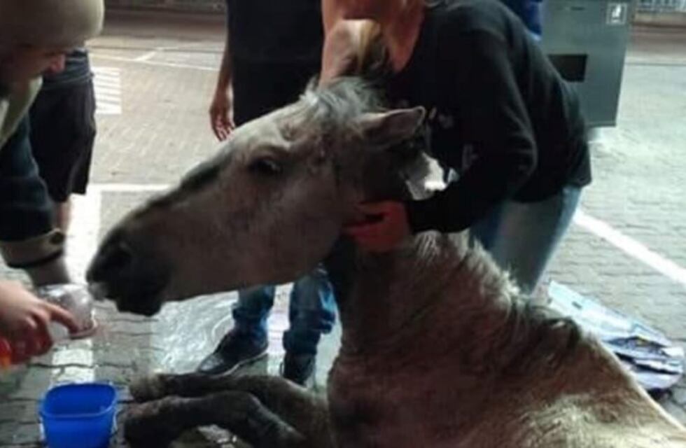 Un caballo se desplomó del cansancio, fue atacado por sus dueños y vecinos lo asistieron