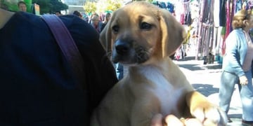 Por el Día del Animal habrá campaña de vacunación y desparasitación\u002E