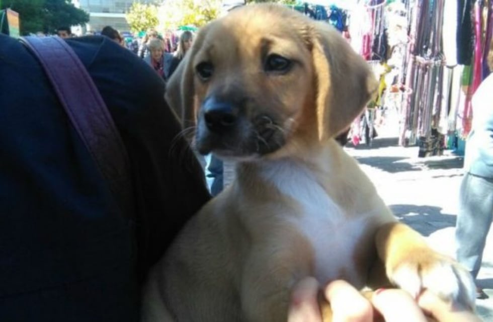 Por el Día Del Animal habrá una campaña de vacunación y desparasitación gratuita