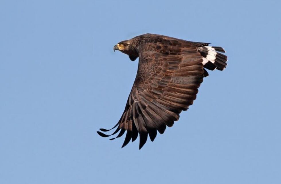 Liberaron en Mendoza a un águila que se encontraba en rehabilitación en el Ecoparque porteño
